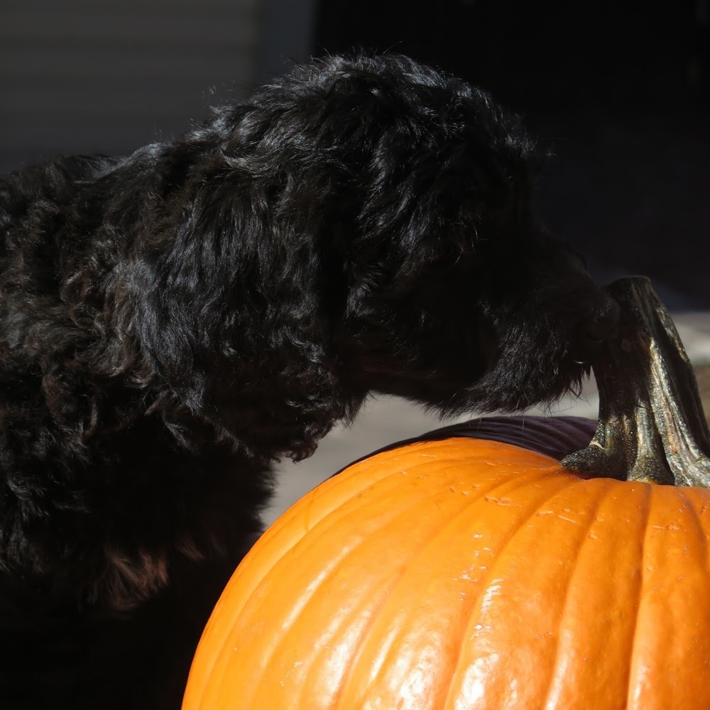 Meet your Posher, Sofia